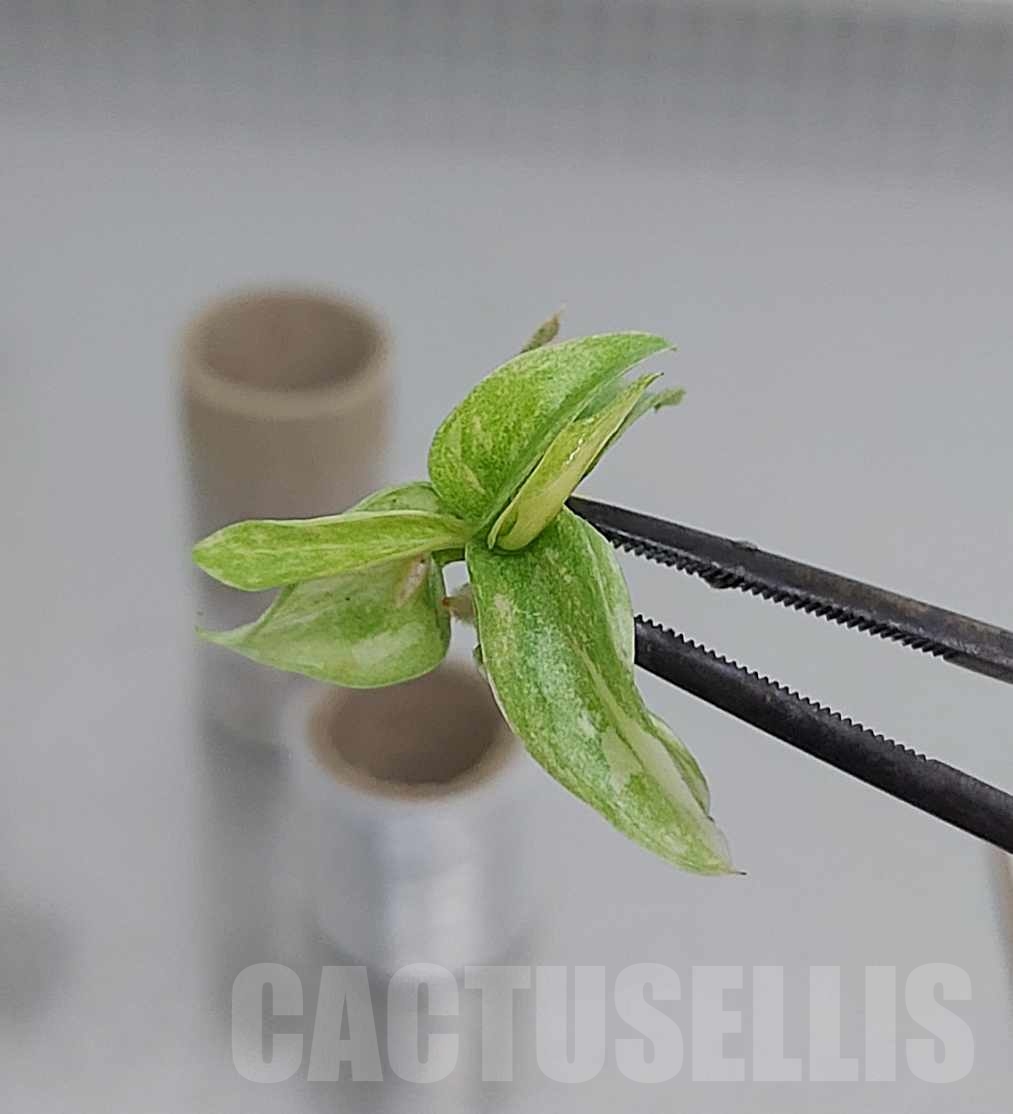 LAB037E Philodendron Ring Of Fire TC 10 plants - Image 2