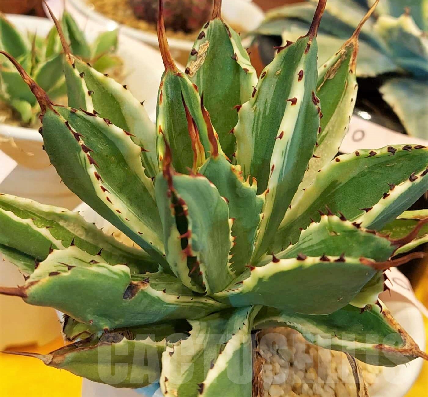 SHPR16457 Agave potatorum 'Cubic' f. variegata