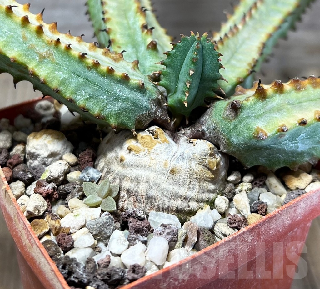 SHPR14923 Euphorbia tubiglans – Bild 2