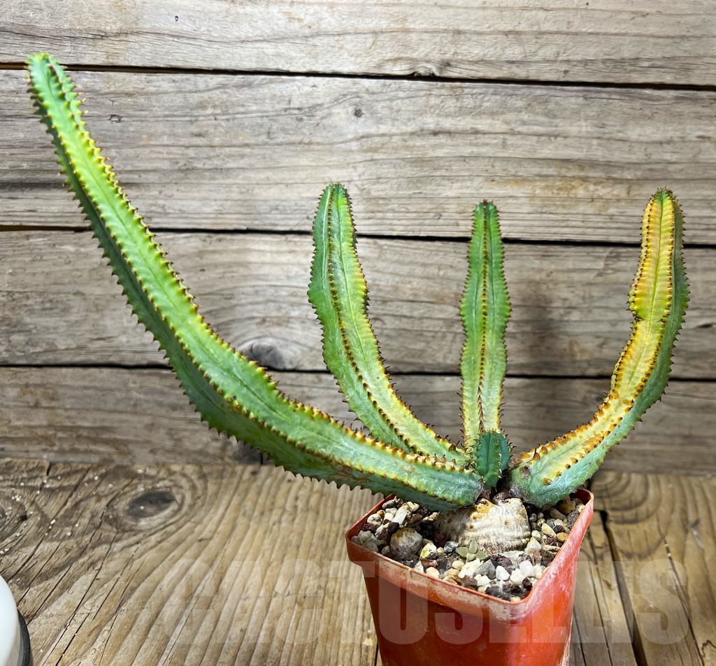 SHPR14923 Euphorbia tubiglans