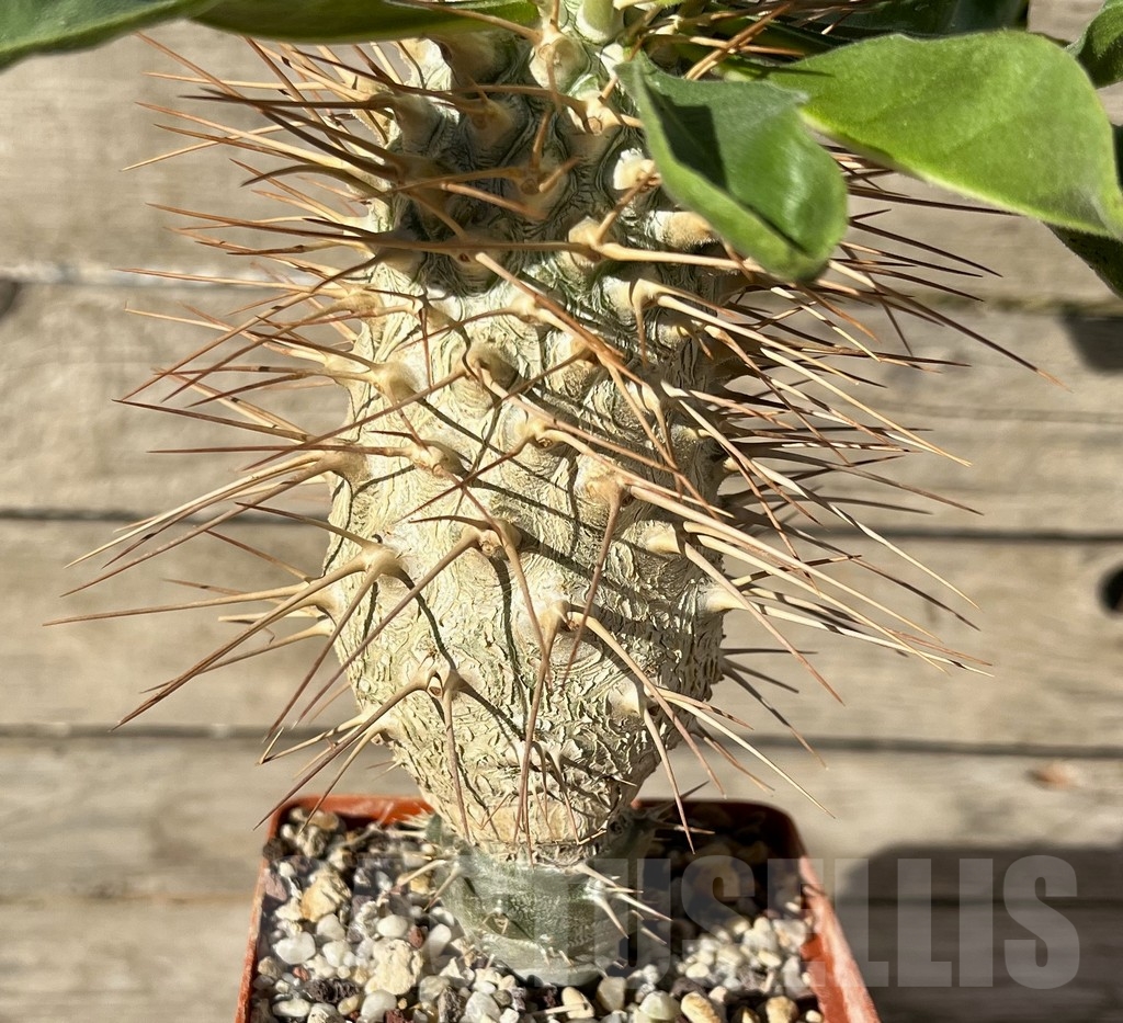 SHPR14924 Pachypodium namaquanum, grafted – Bild 2