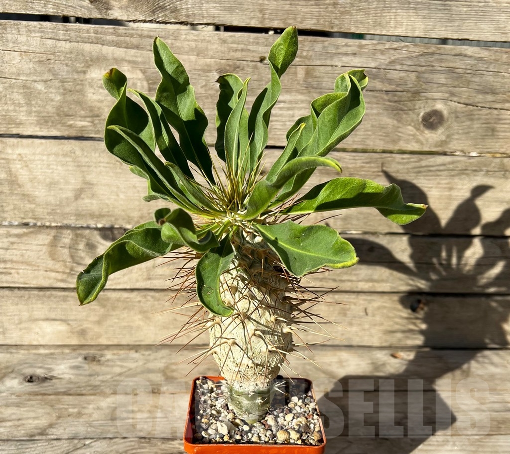 SHPR14924 Pachypodium namaquanum, grafted