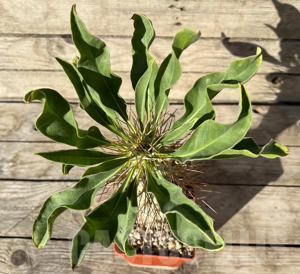 SHPR14924 Pachypodium namaquanum, grafted – Bild 3