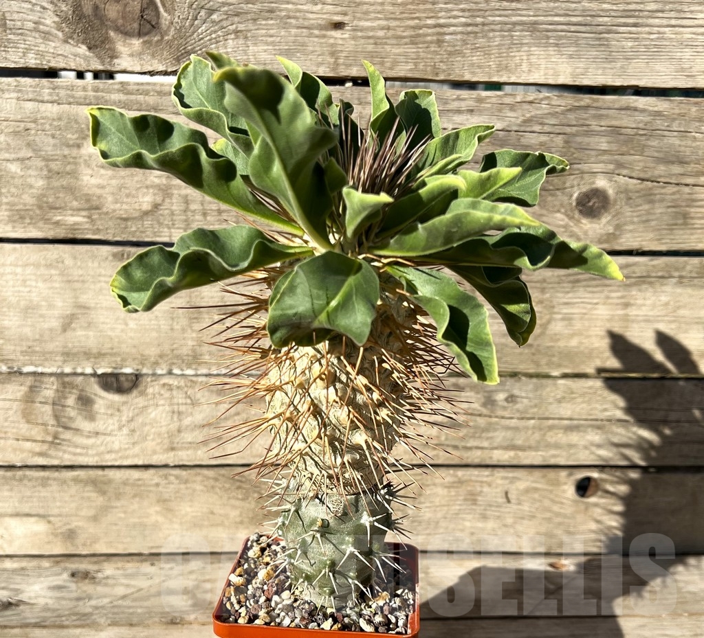 SHPR14926 Pachypodium namaquanum, grafted