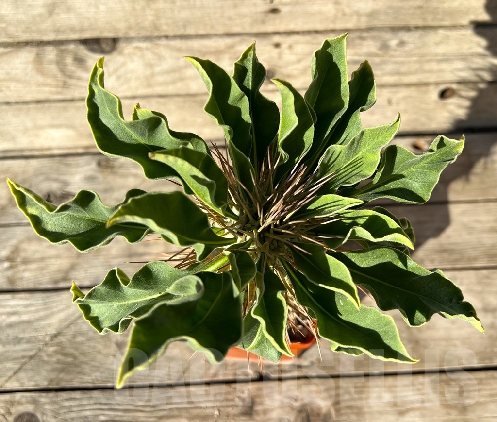 SHPR14926 Pachypodium namaquanum, grafted - Image 3