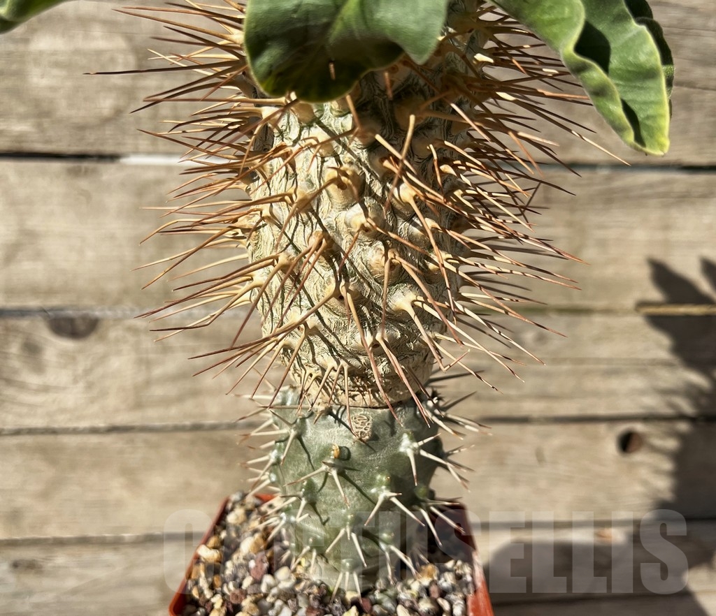 SHPR14926 Pachypodium namaquanum, grafted - Image 2
