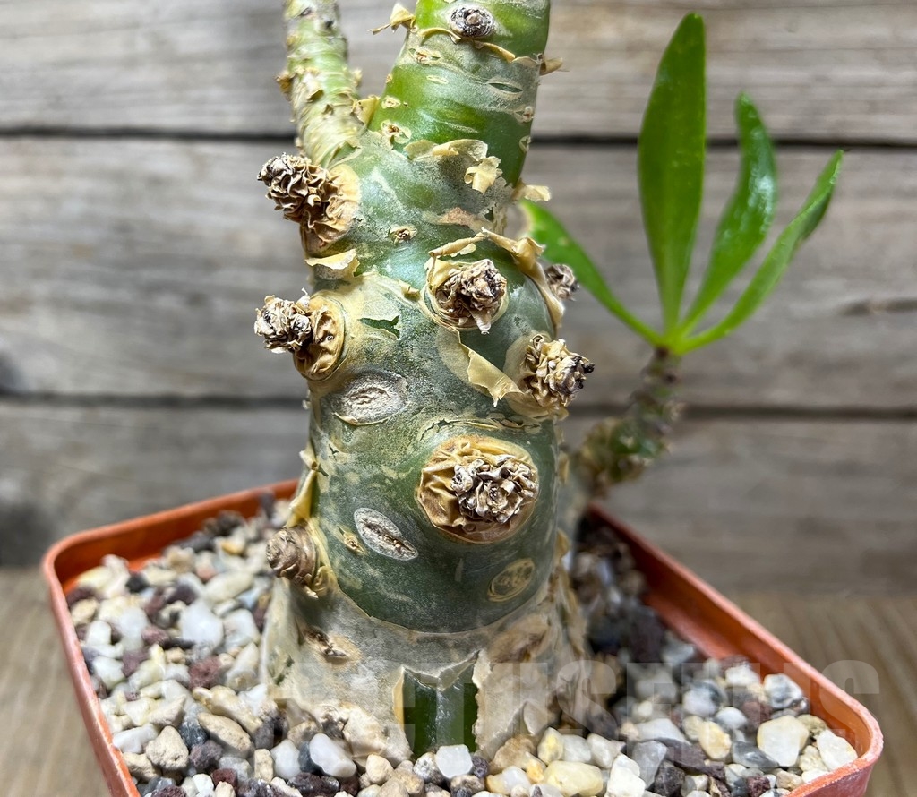 SHPR14929 Tylecodon paniculatus - Image 2