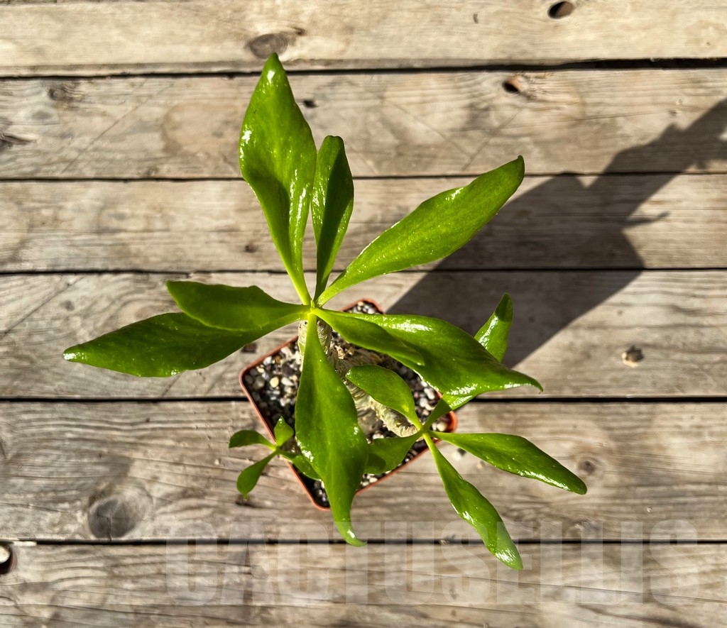 SHPR14929 Tylecodon paniculatus - Image 3