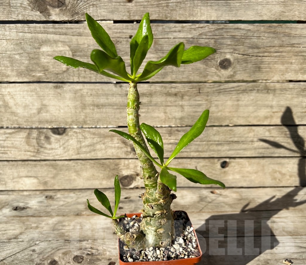 SHPR14929 Tylecodon paniculatus