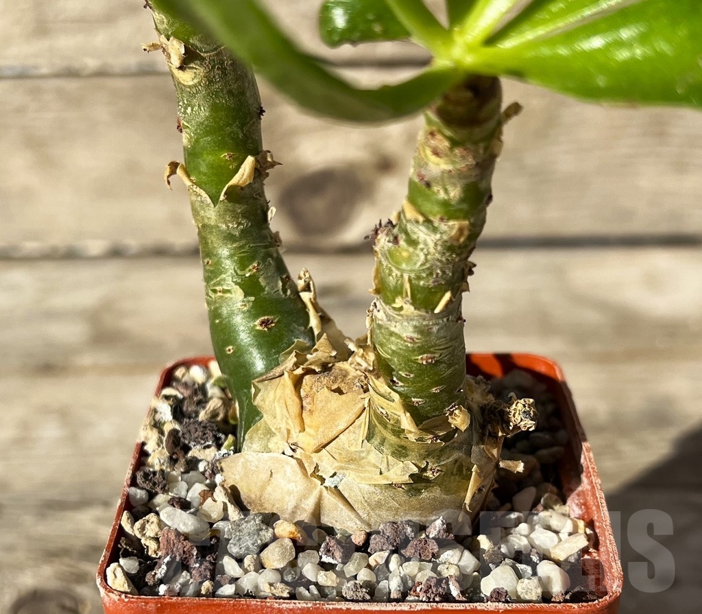 SHPR14930 Tylecodon paniculatus - Obrázek 2