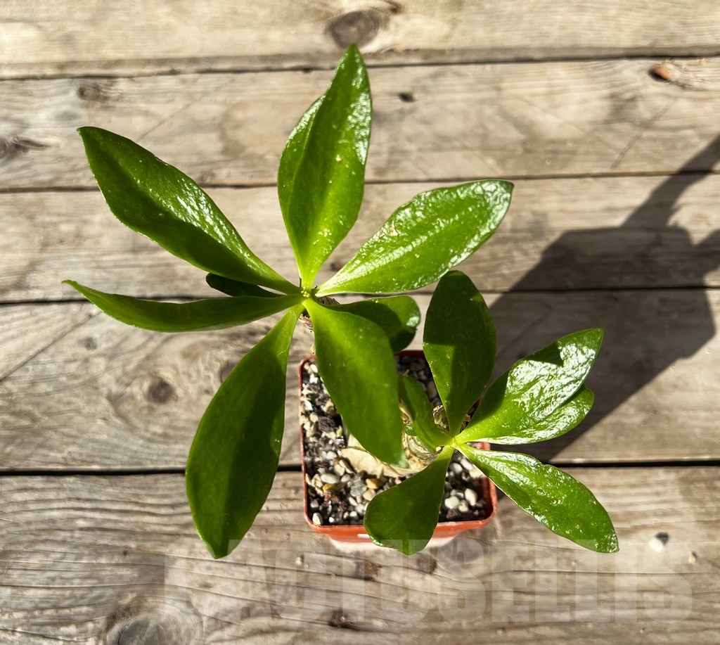 SHPR14930 Tylecodon paniculatus - Obrázek 3