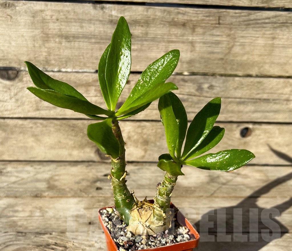 SHPR14930 Tylecodon paniculatus