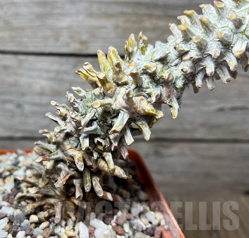 SHPR14932 Tylecodon wallichii - Image 2