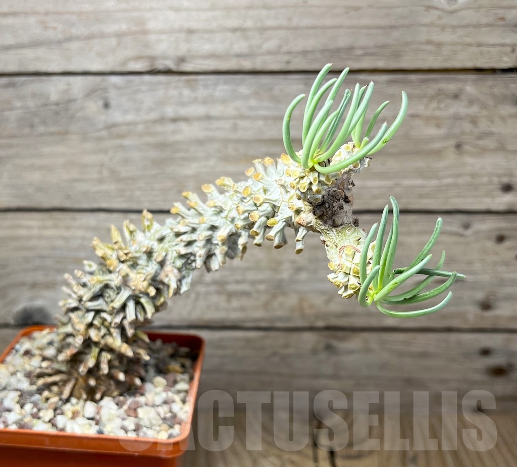 SHPR14932 Tylecodon wallichii