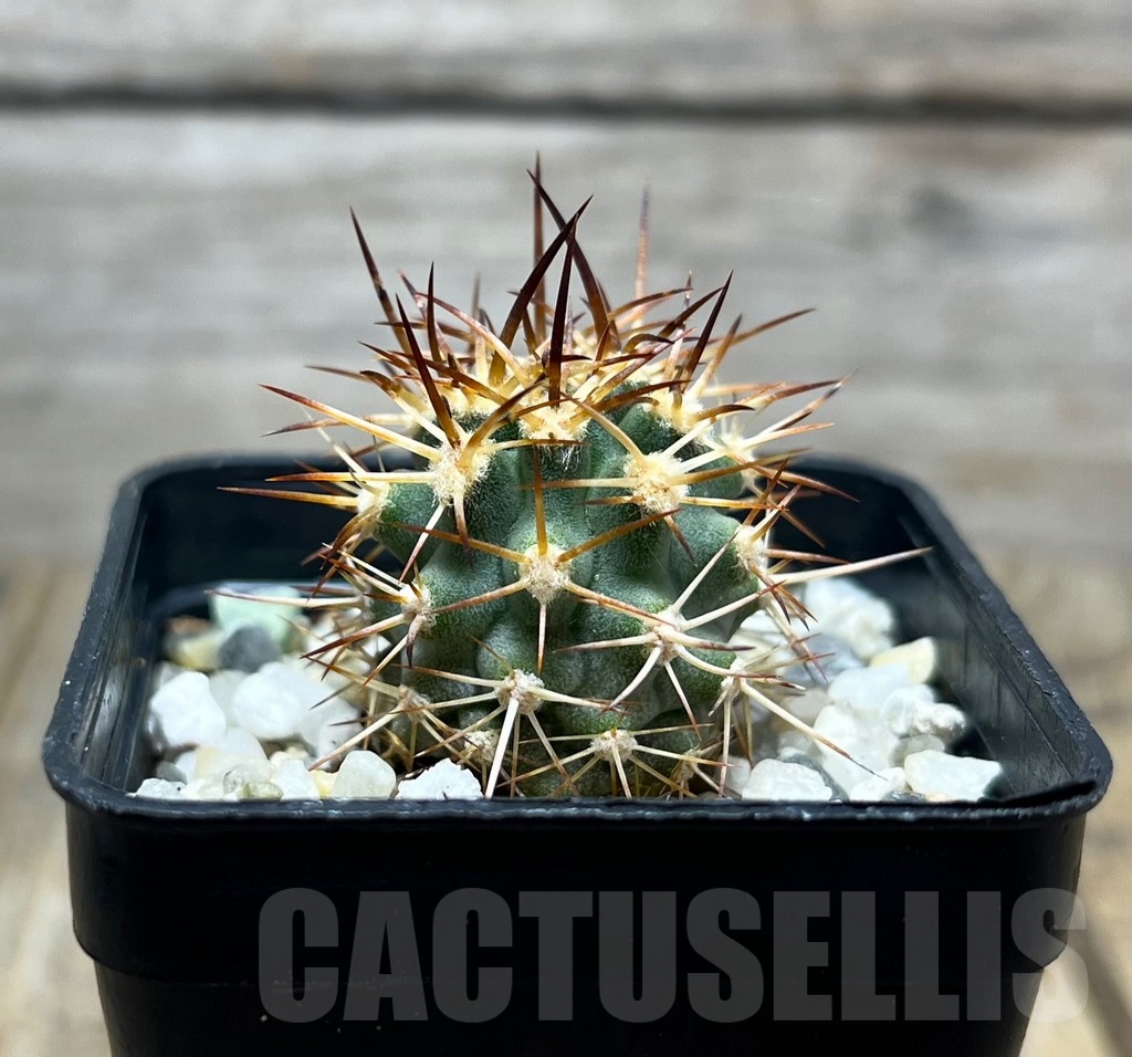 SHPR14934 Eriosyce aurata - Зображення 2