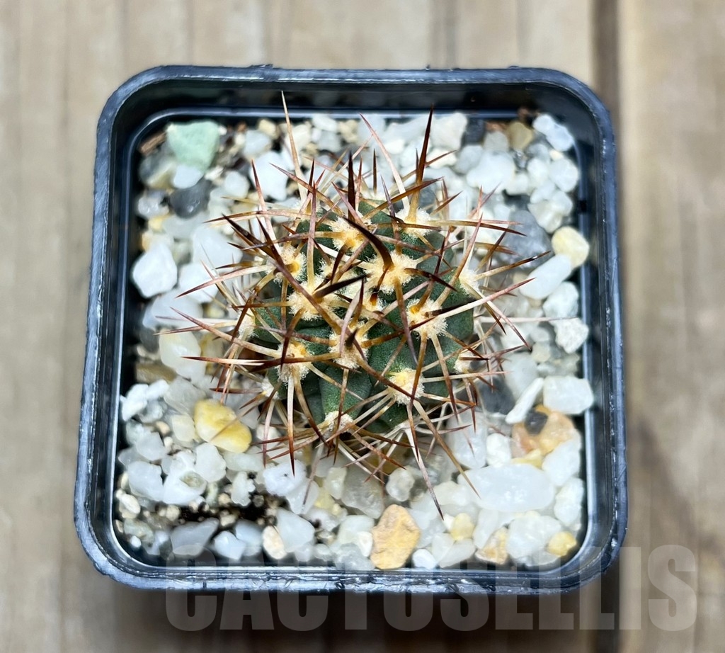 SHPR14934 Eriosyce aurata