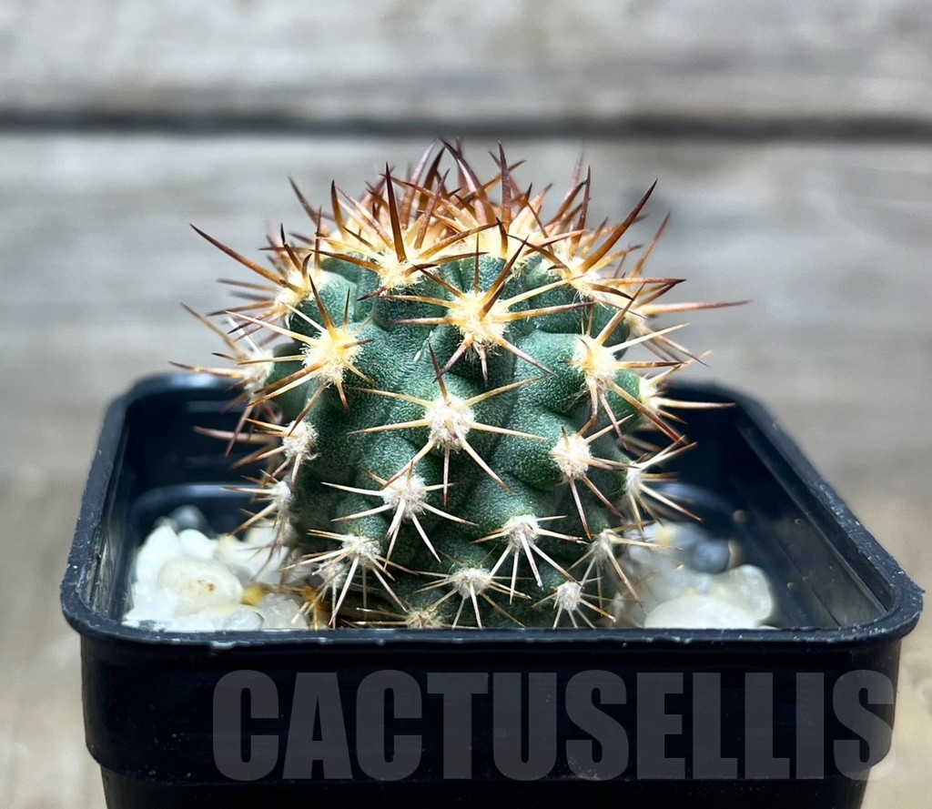 SHPR14935 Eriosyce aurata - Image 2