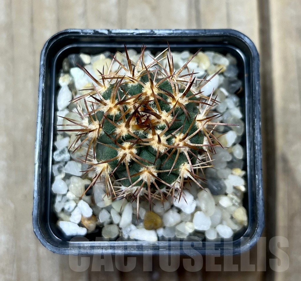 SHPR14935 Eriosyce aurata