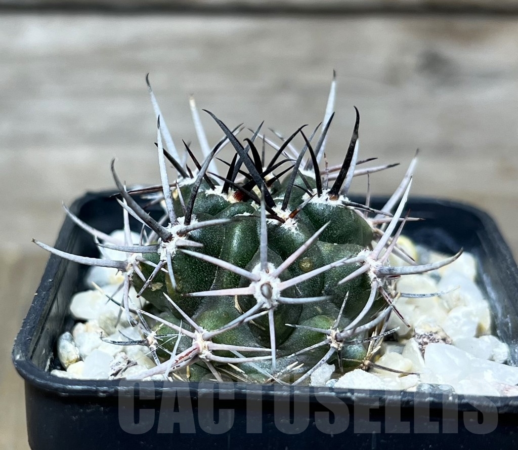 SHPR14937 Pyrrhocactus strausianus - Image 2