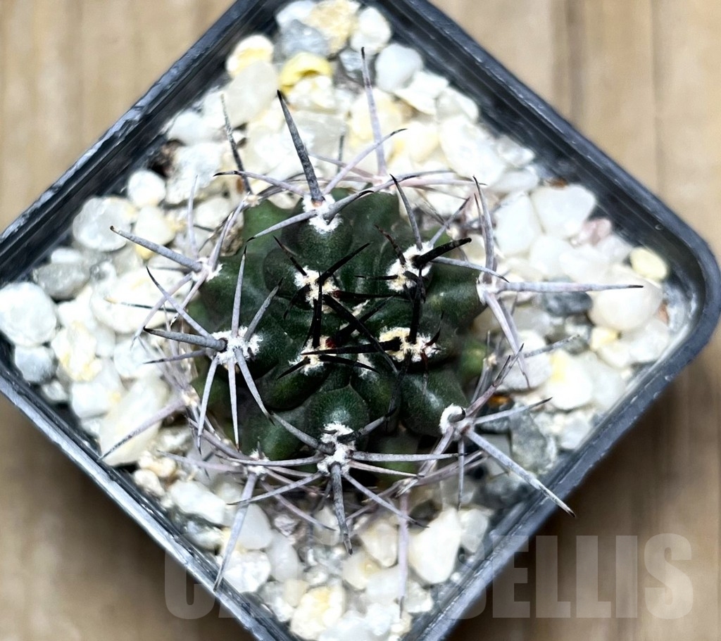 SHPR14937 Pyrrhocactus strausianus