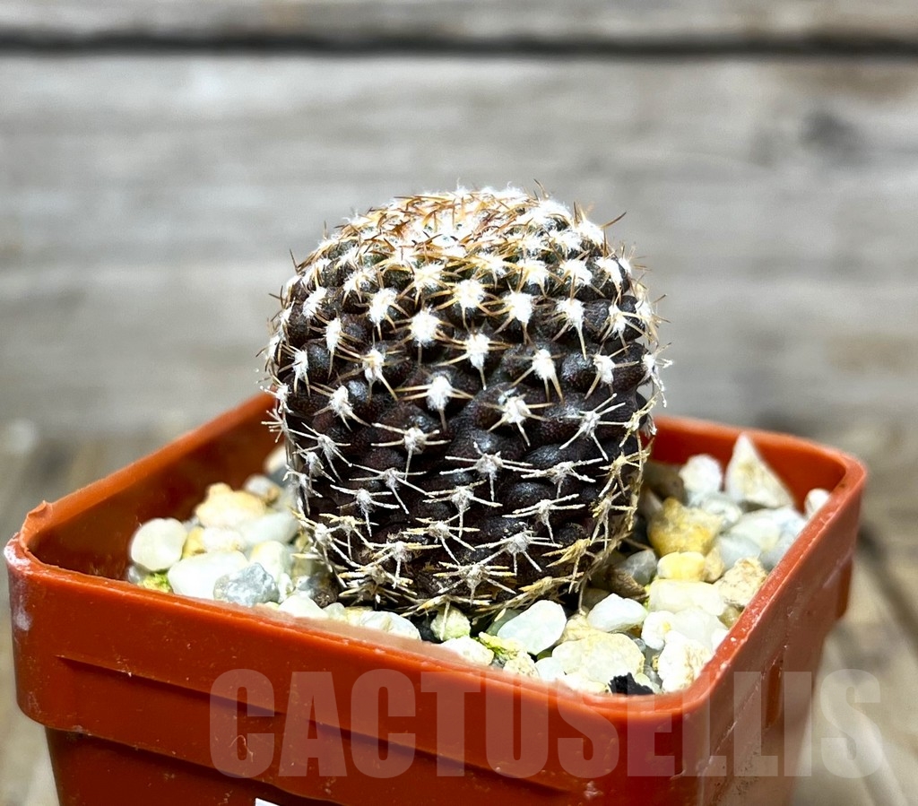 SHPR14940 Thelocephala malleolata WM 013 - Image 2