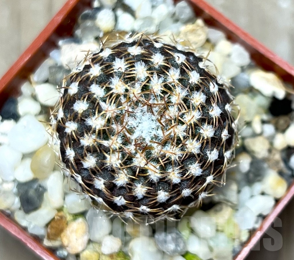 SHPR14940 Thelocephala malleolata WM 013