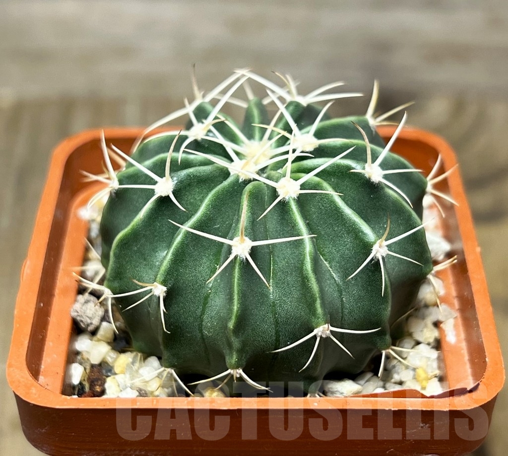 SHPR14951 Homalocephala texensis - 画像 (2)