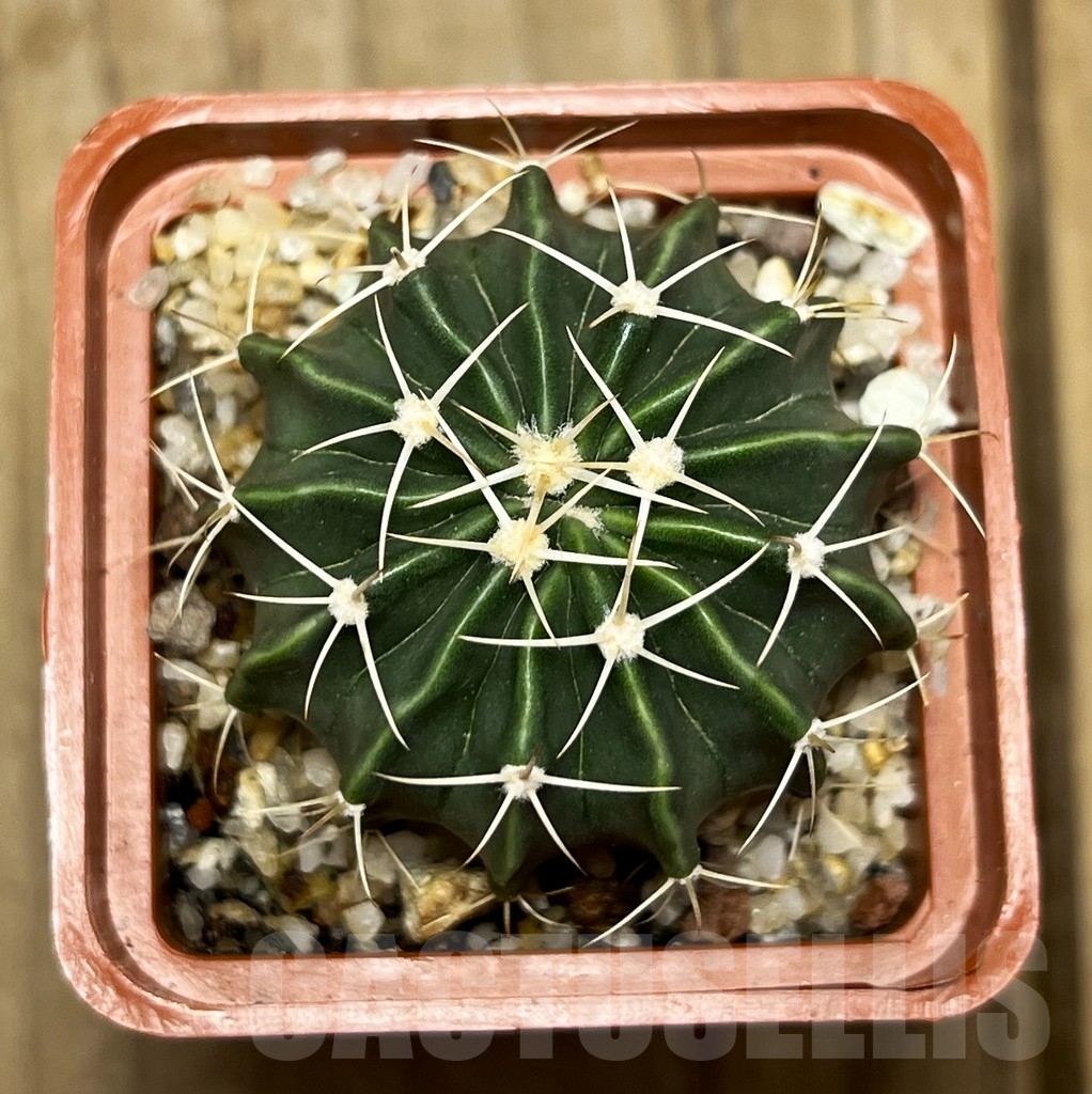 SHPR14951 Homalocephala texensis