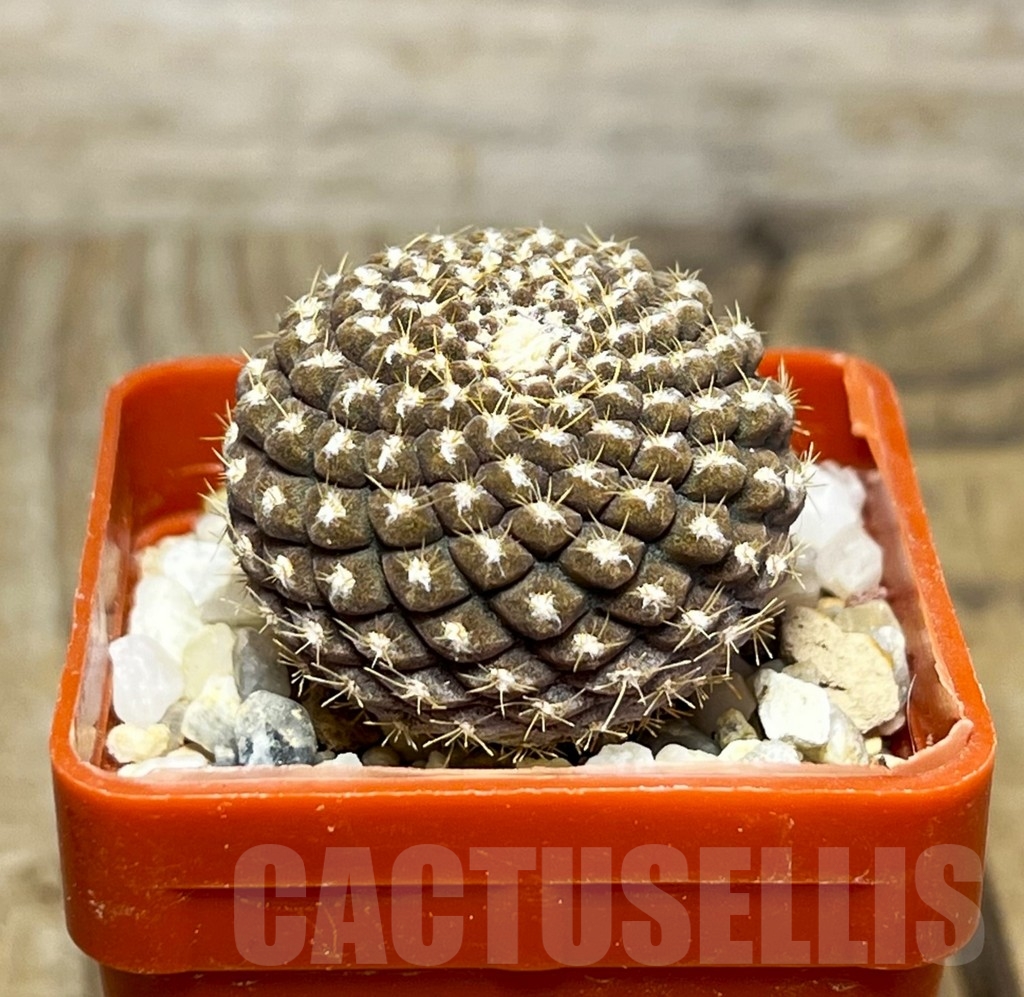 SHPR14956 Thelocephala llanensis - Image 2