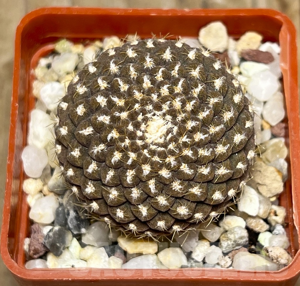 SHPR14956 Thelocephala llanensis