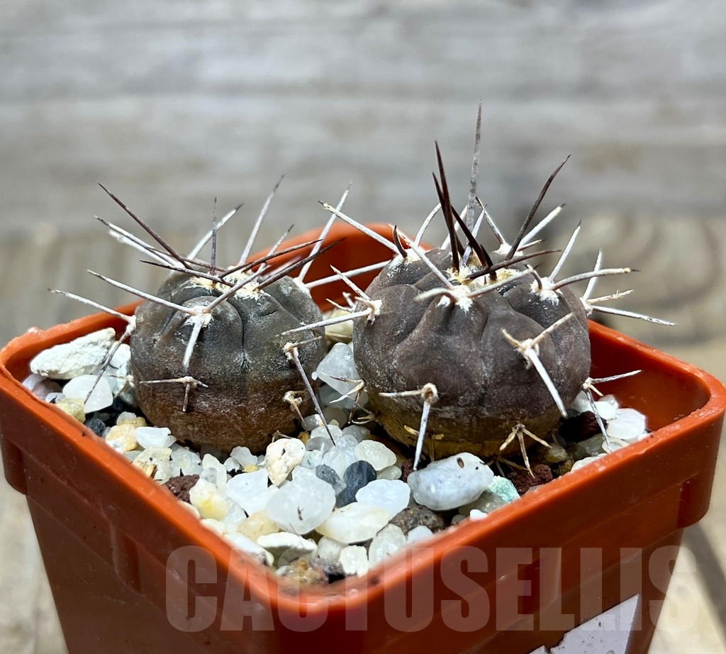 SHPR14959 Gymnocalycium castellanosii v. bozsingianum, 2 plants