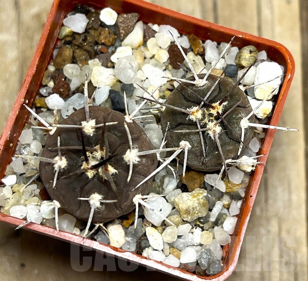 SHPR14959 Gymnocalycium castellanosii v. bozsingianum, 2 plants - Image 2