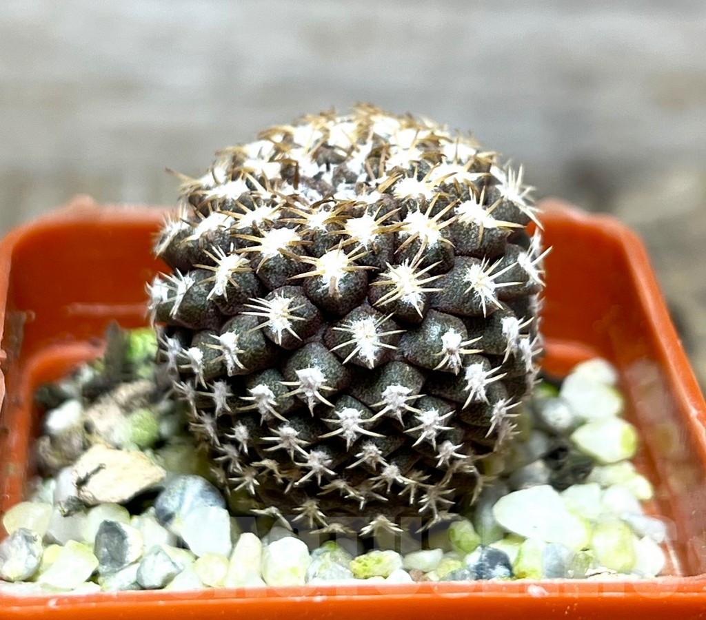 SHPR14960 Thelocephala krausii - Image 2