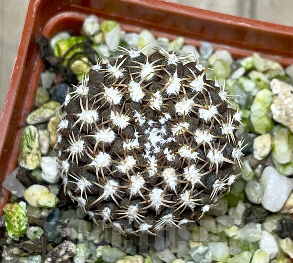 SHPR14960 Thelocephala krausii