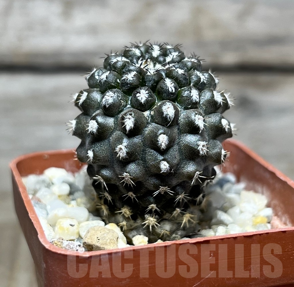 SHPR14962 Eriosyce heinrichiana - immagine 2