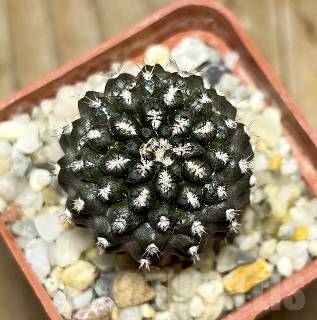 SHPR14962 Eriosyce heinrichiana