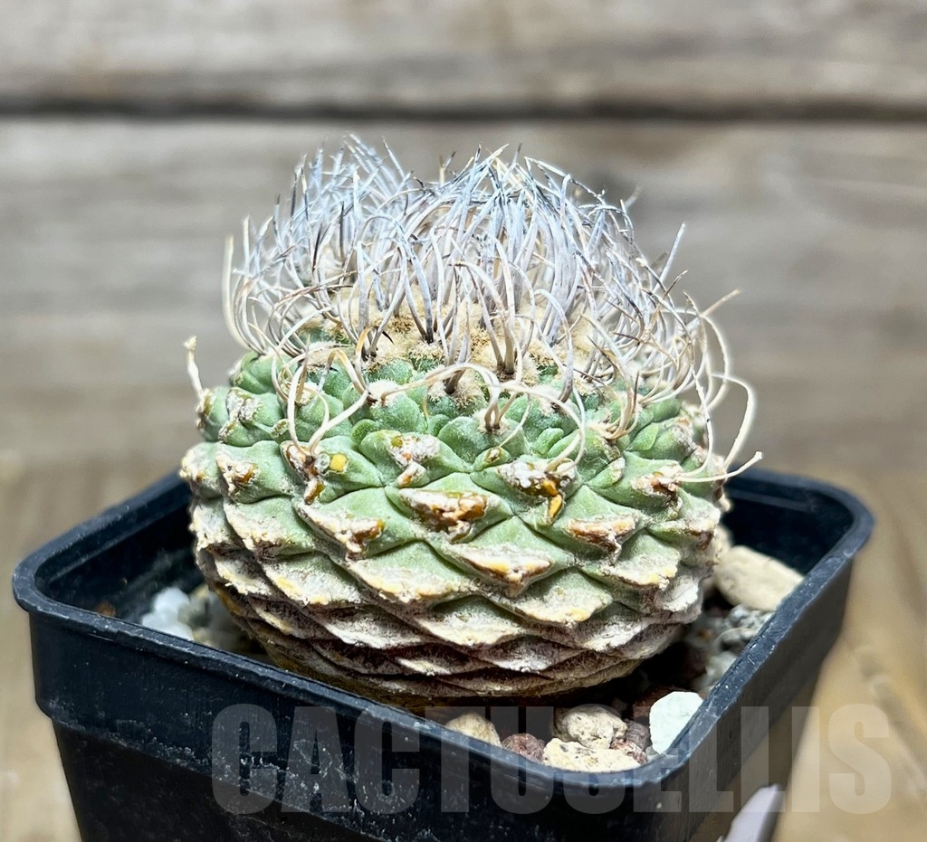 SHPR14966 Strombocactus disciformis own root