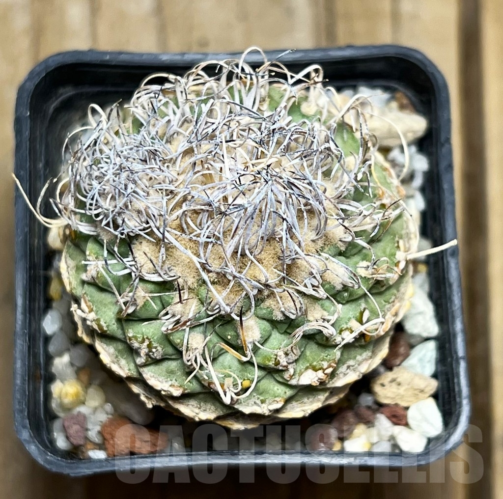 SHPR14966 Strombocactus disciformis own root - Image 2