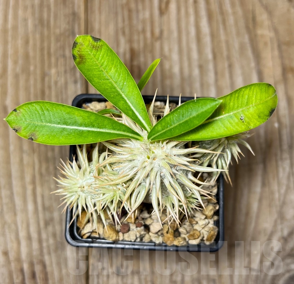 SHPR15010 Pachypodium enigmaticum - Image 2