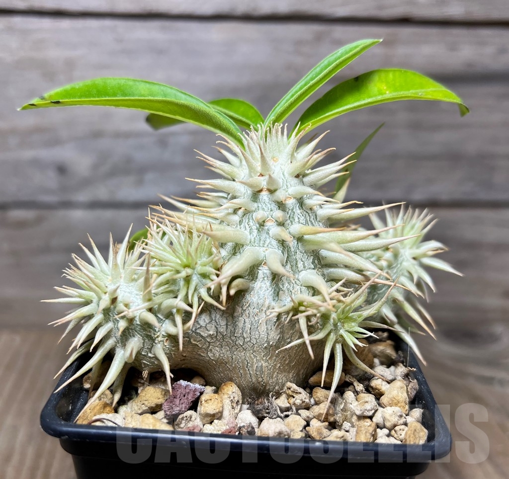 SHPR15010 Pachypodium enigmaticum