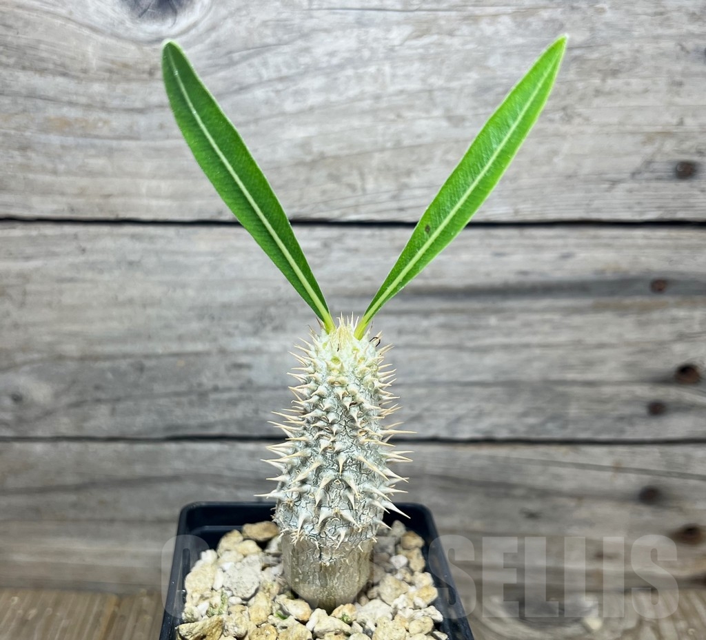 SHPR15015 Pachypodium inopinatum