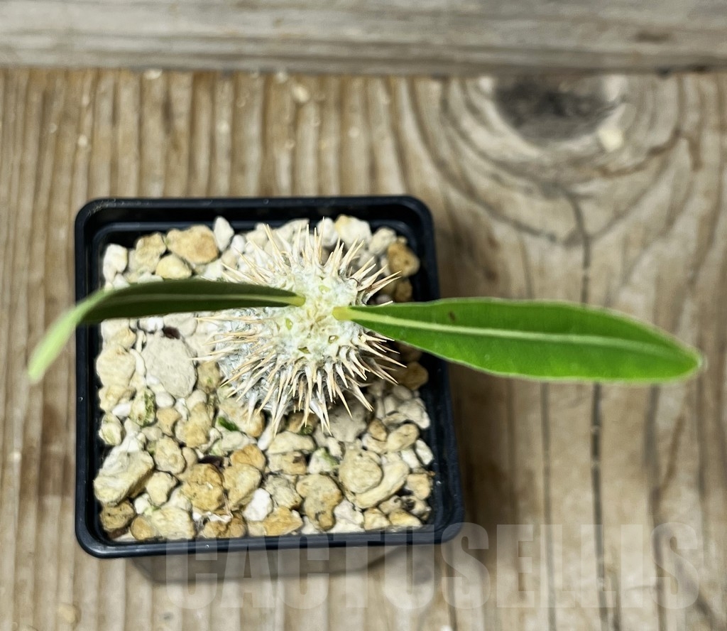 SHPR15015 Pachypodium inopinatum - Image 2