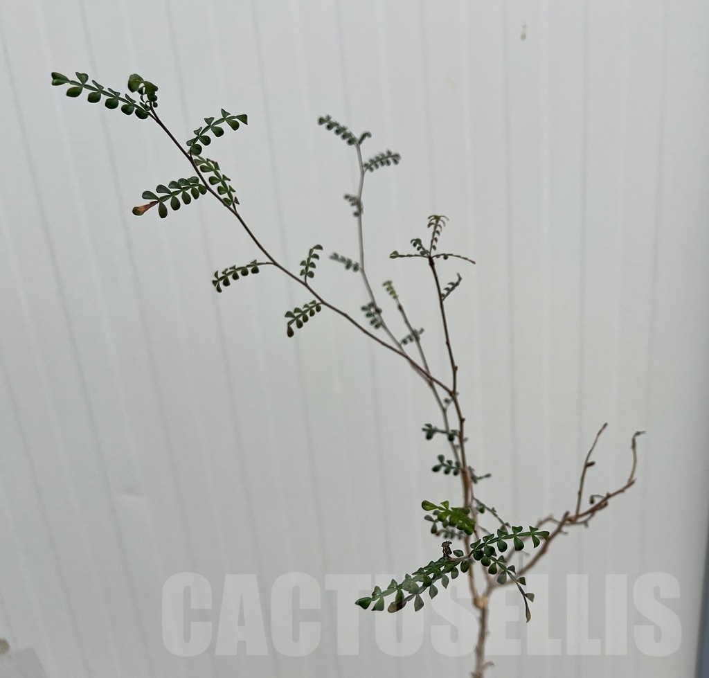 SHPR15022 Operculicarya decaryi