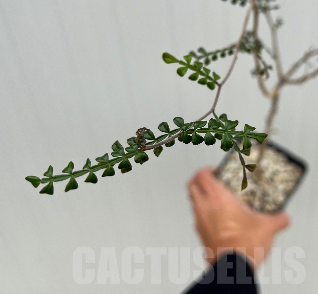 SHPR15022 Operculicarya decaryi - Image 2