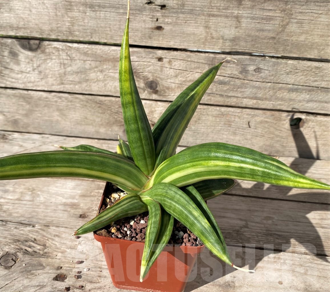 SHPR14972 Sansevieria patens f. variegata