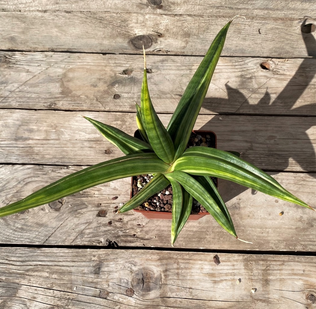 SHPR14972 Sansevieria patens f. variegata - Image 2
