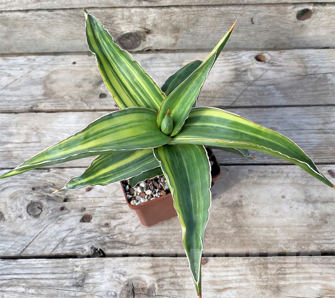 SHPRE 14973 Sansevieria Robusta Dwarf f. variegata - Image 2