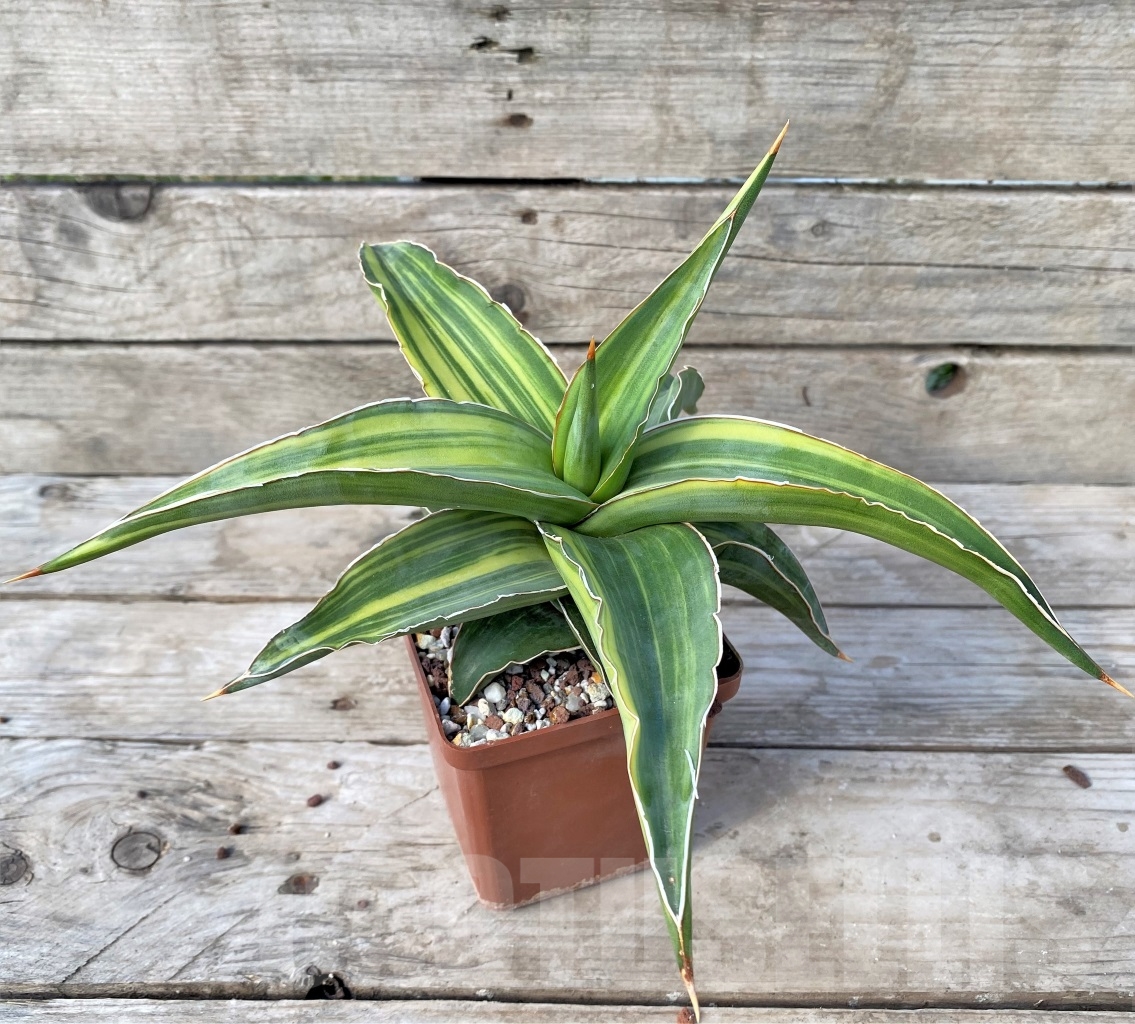 SHPRE 14973 Sansevieria Robusta Dwarf f. variegata - Image 3