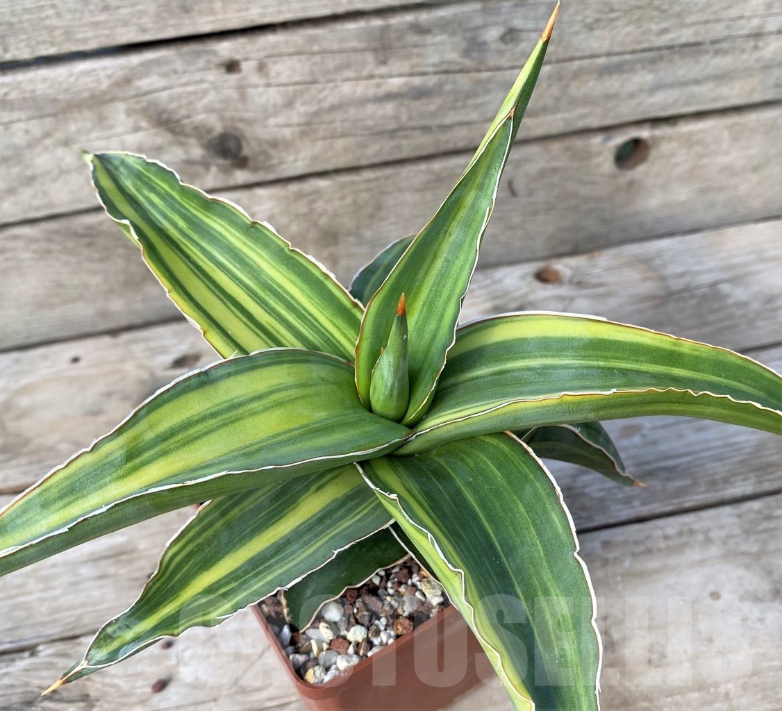 SHPRE 14973 Sansevieria Robusta Dwarf f. variegata