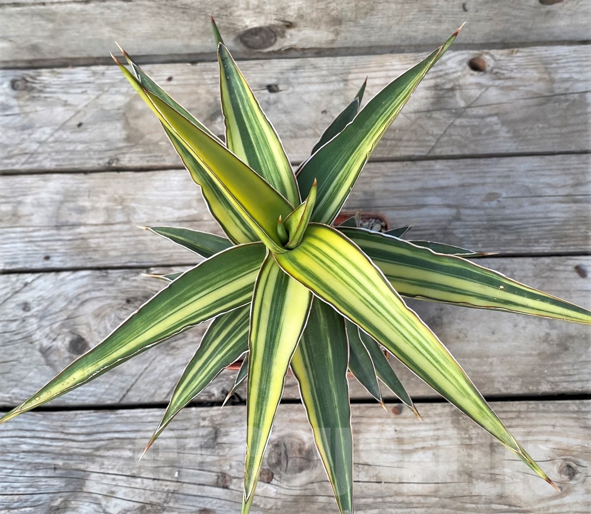 SHPR14974 Sansevieria Robusta Dwarf f. variegata